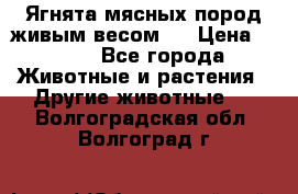 Ягнята мясных пород живым весом.  › Цена ­ 125 - Все города Животные и растения » Другие животные   . Волгоградская обл.,Волгоград г.